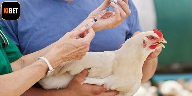 Bổ sung thuốc khi chiến kê thiếu dinh dưỡng