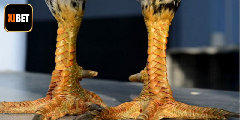 Cách nuôi gà để tạo ra chiến kê mạnh mẽ