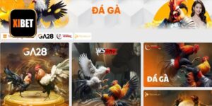 Đá Gà Thomo Ở Đâu Uy Tín, An Toàn? Xibet #Top 1