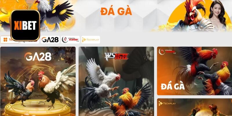 Đá Gà Thomo Ở Đâu Uy Tín, An Toàn? Xibet #Top 1