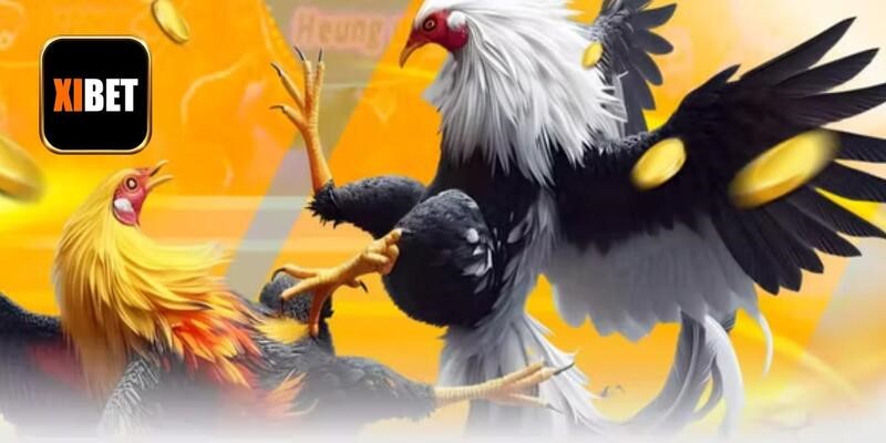 Tìm hiểu câu trả lời của đá gà thomo ở đâu tốt?