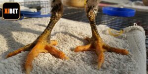 Gà Vảy Rồng - Chiến Kê Giỏi Với Kỹ Năng Đá Thượng Thừa