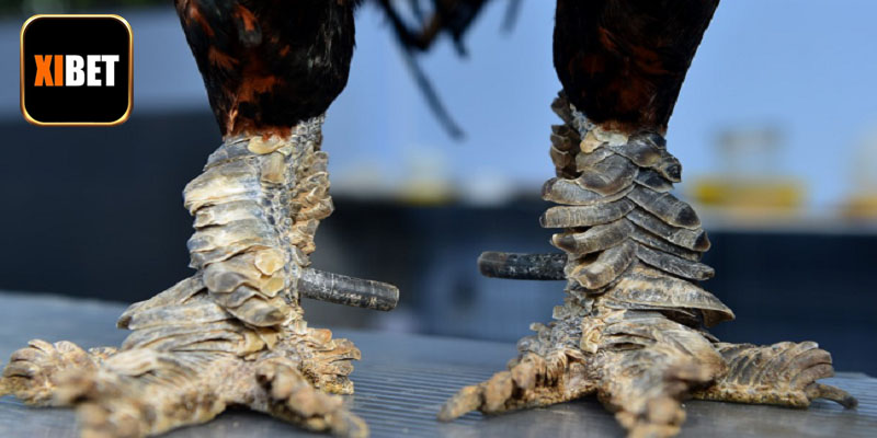 Lợi thế tuyệt vời chiến kê vảy rồng đang sở hữu