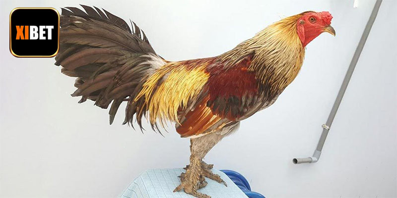 Một số thông tin quan trọng về giống gà vảy rồng