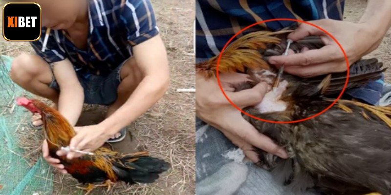 Thuốc kích gà Gallomin