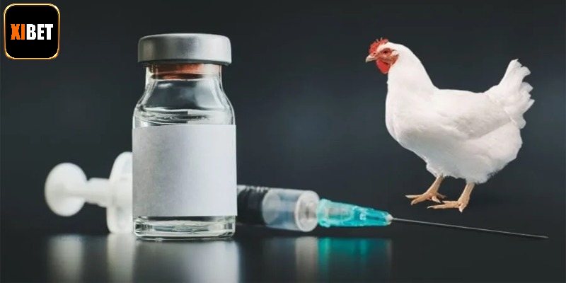 Thuốc Kích Gà - Tuyệt Chiêu Độ Thần Kê Cực Kỳ Hiệu Quả