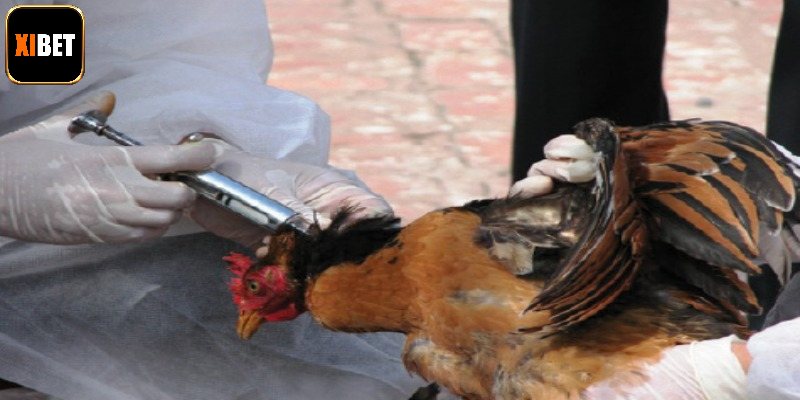 Tìm hiểu thuốc đá gà